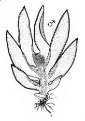 Fissidens dealbatus, habit of ♂ plant. Drawn from J.E. Beever 82-23c, AK 568236.
 Image: R.C. Wagstaff © Landcare Research 2014 
